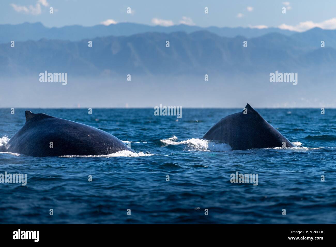 Detail Dancing Whale Cursor Nomer 53