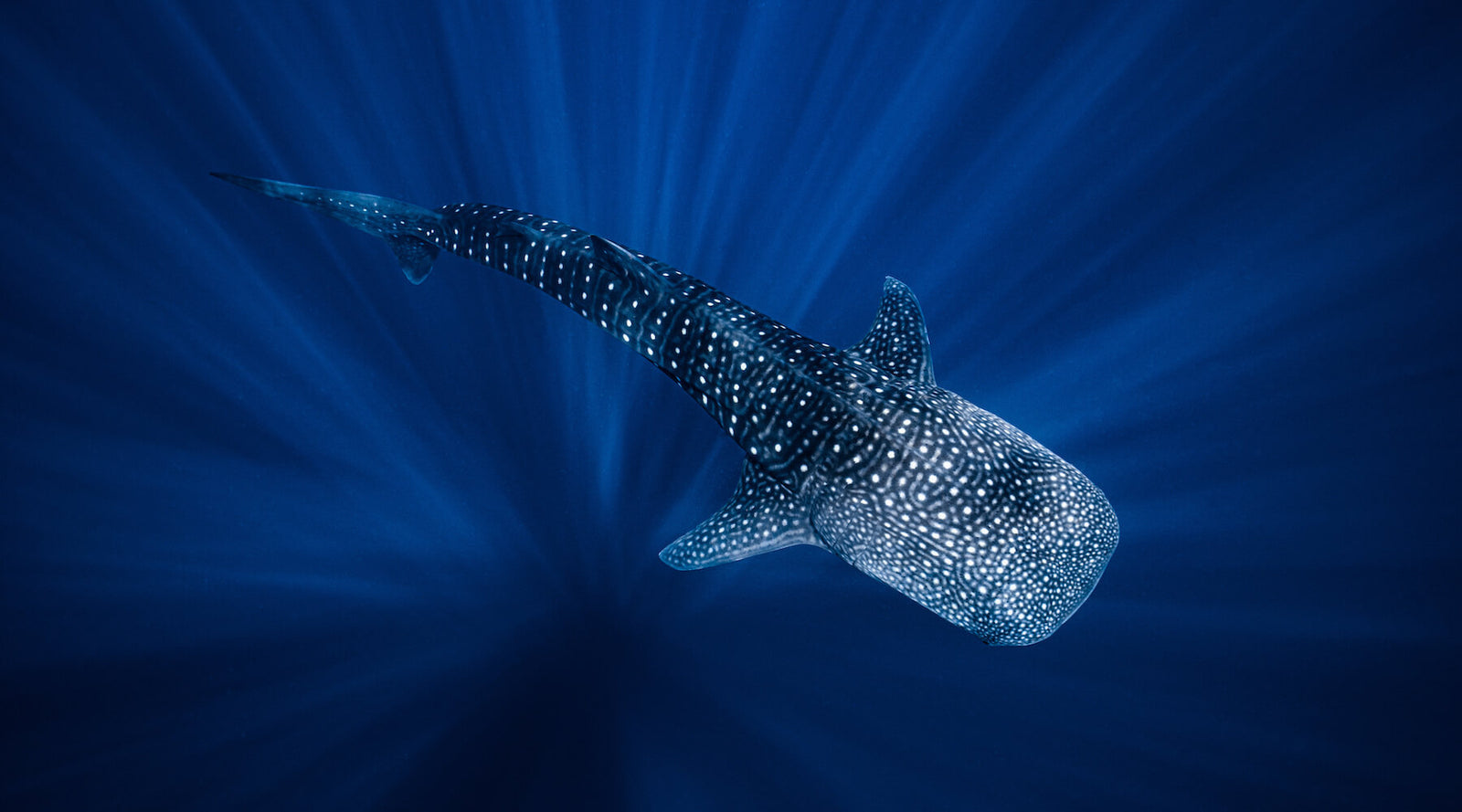 Detail Dancing Whale Cursor Nomer 55