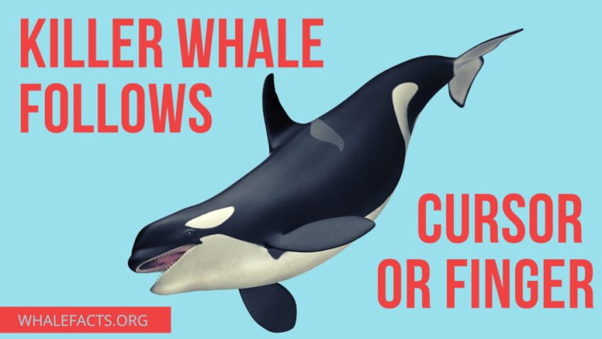 Detail Dancing Whale Cursor Nomer 7