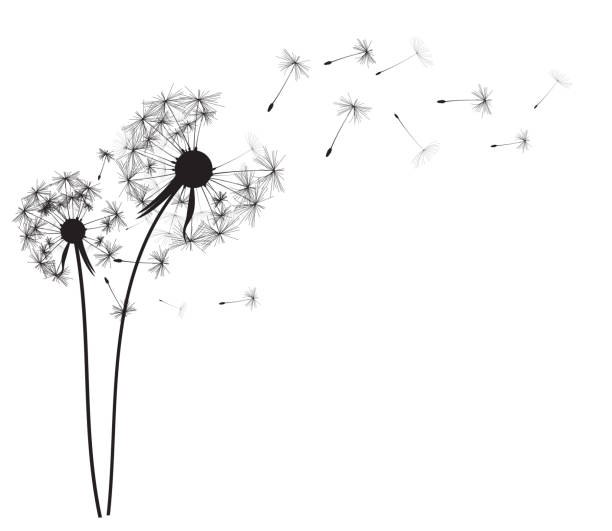 Detail Dandelion Clip Art Free Nomer 6