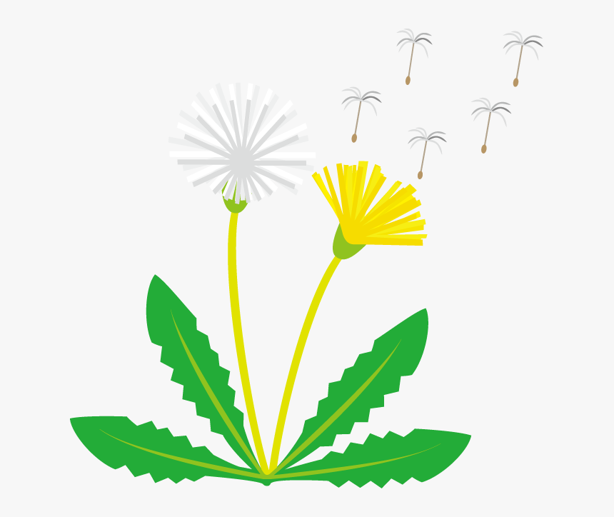 Detail Dandelion Clipart Nomer 34