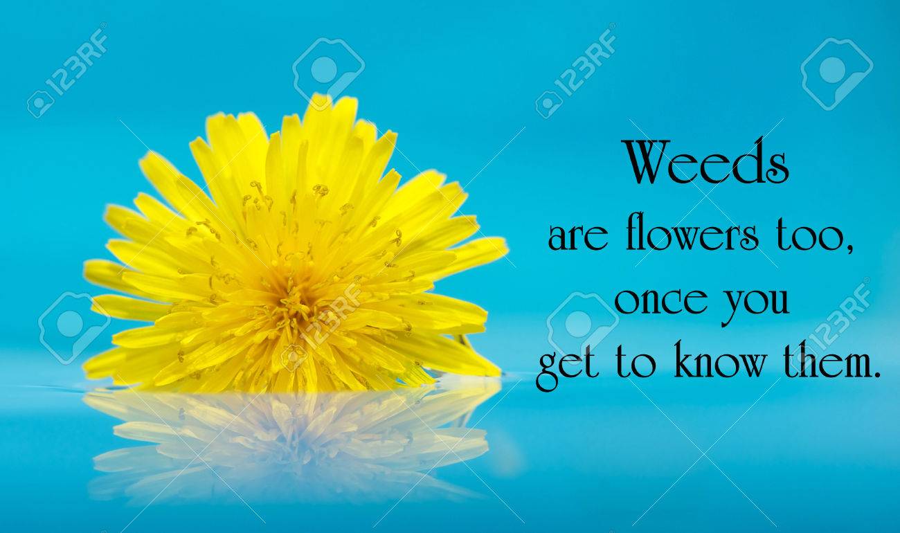 Detail Dandelion Flower Quotes Nomer 31