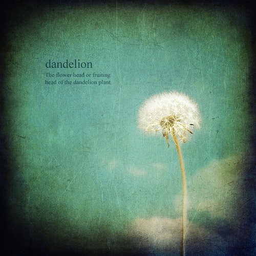 Detail Dandelion Flower Quotes Nomer 5