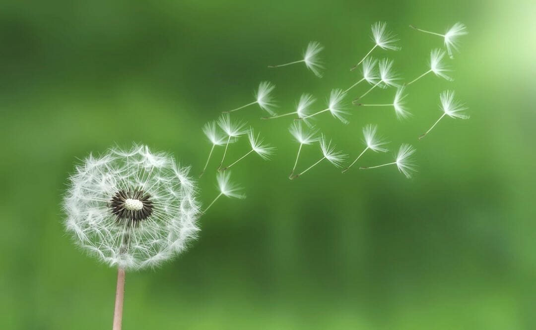 Detail Dandelion Hd Nomer 51