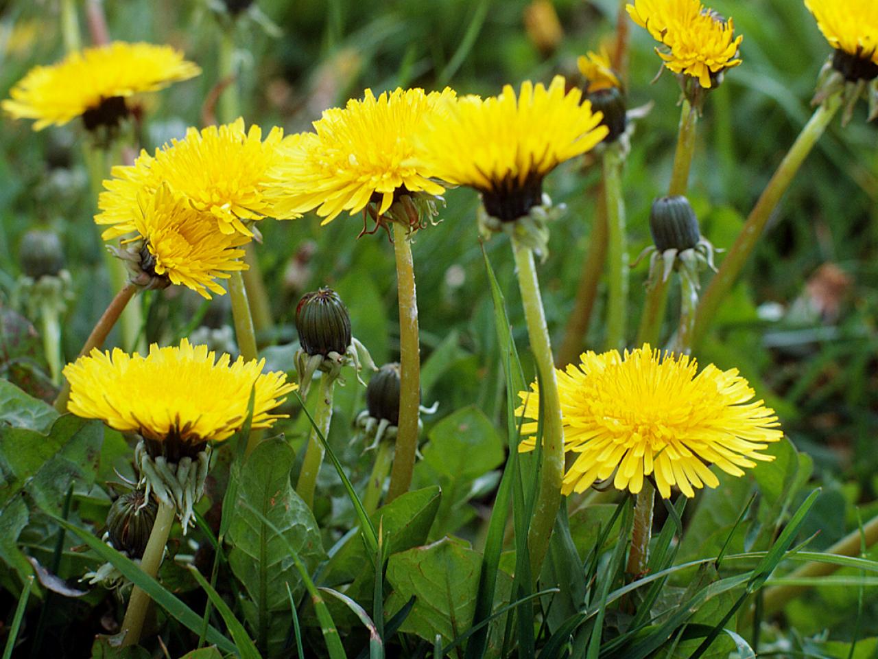 Detail Dandelion Images Nomer 22