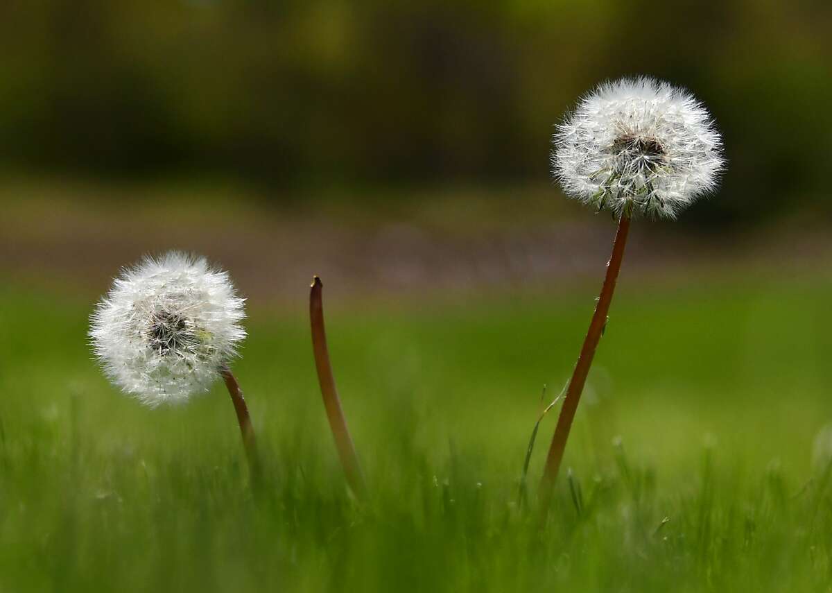 Detail Dandelion Images Nomer 56