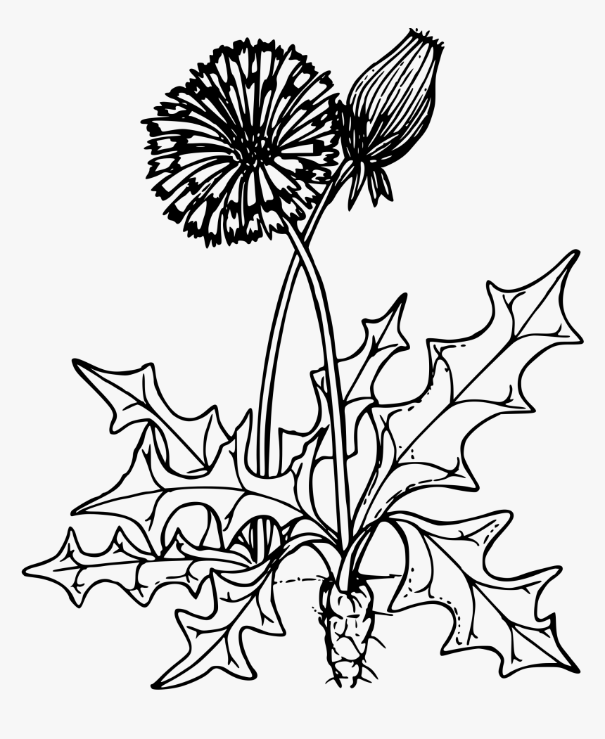 Detail Dandelion Images Clip Art Nomer 42