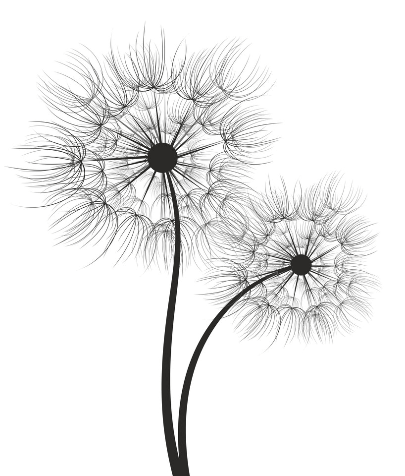 Detail Dandelion Images Clip Art Nomer 49