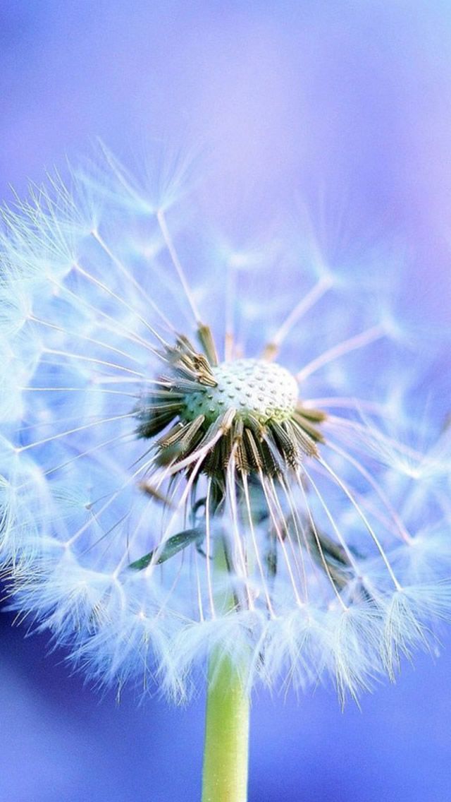 Detail Dandelion Live Wallpaper Nomer 11