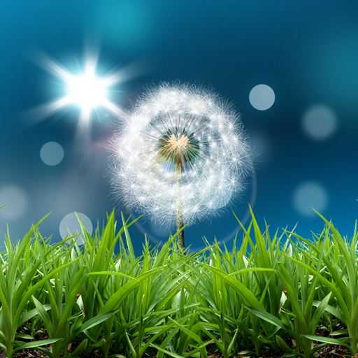 Detail Dandelion Live Wallpaper Nomer 22