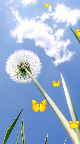 Detail Dandelion Live Wallpaper Nomer 39