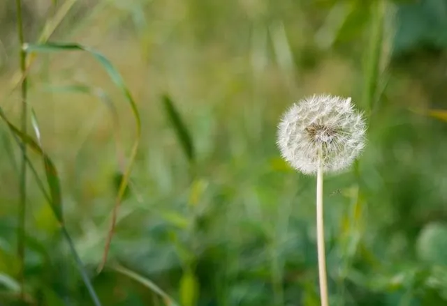 Detail Dandelion Meaning Quotes Nomer 26