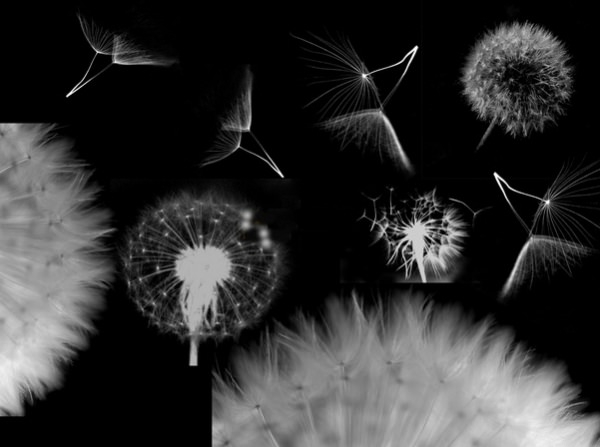 Detail Dandelion Photoshop Brush Nomer 2