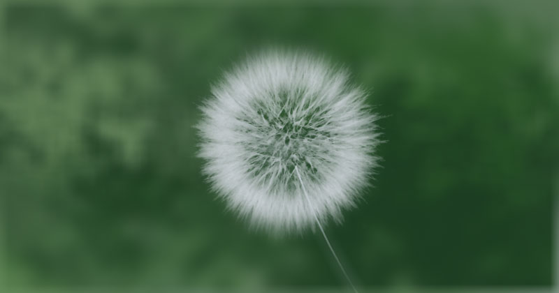 Detail Dandelion Photoshop Brush Nomer 5