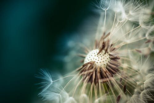 Detail Dandelion Pictures Free Nomer 34