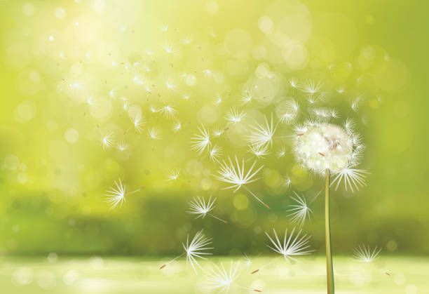 Detail Dandelion Pictures Free Nomer 46