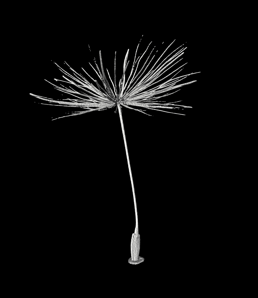 Detail Dandelion Seed Png Nomer 13