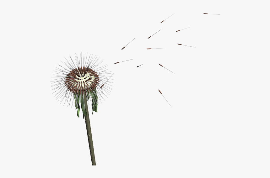 Detail Dandelion Seed Png Nomer 18