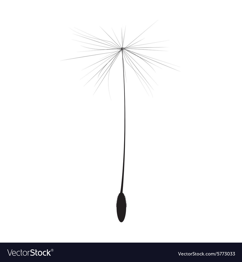 Detail Dandelion Seed Png Nomer 33