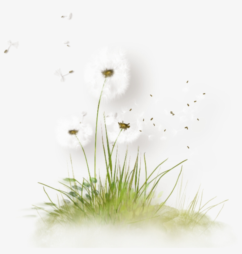 Detail Dandelion Seed Png Nomer 36