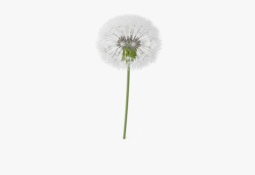 Detail Dandelion Transparent Nomer 2