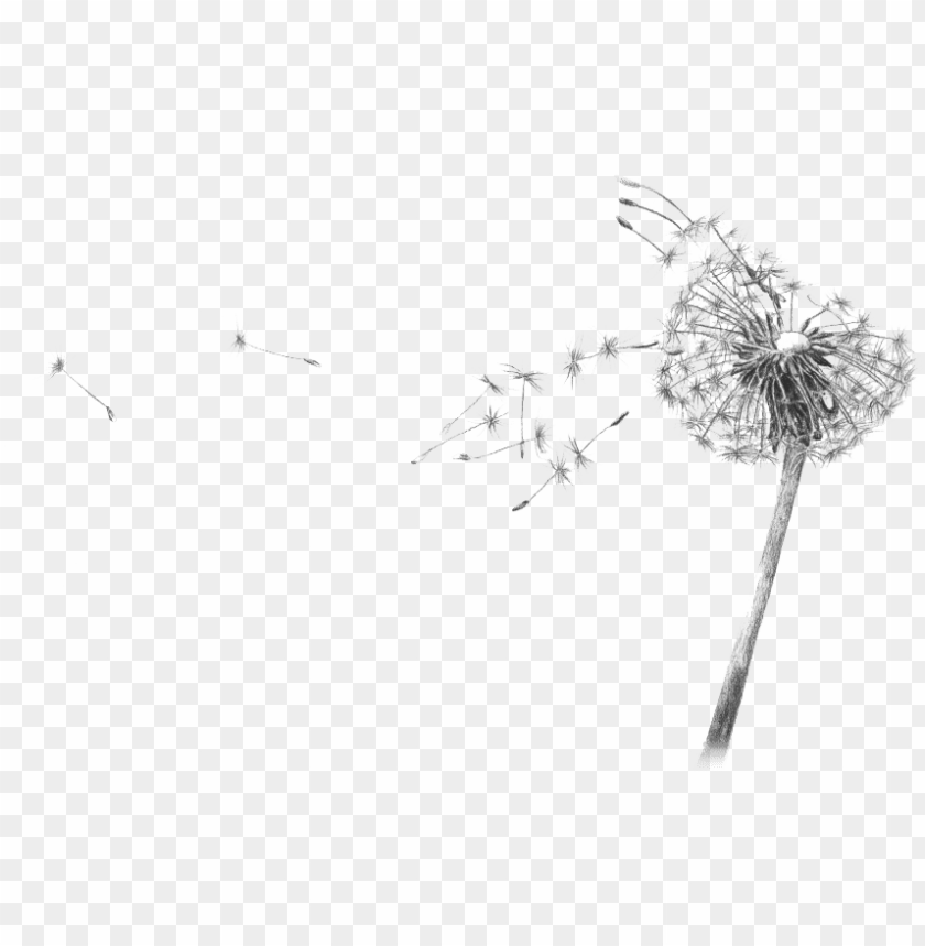 Detail Dandelion Transparent Nomer 11