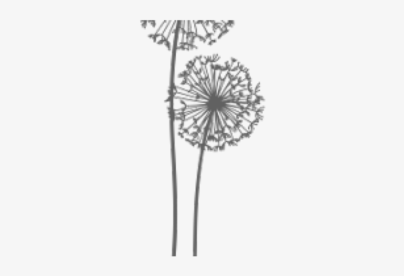 Detail Dandelion Transparent Nomer 20