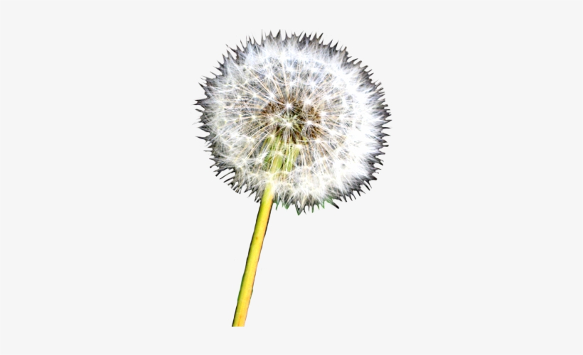 Detail Dandelion Transparent Nomer 22
