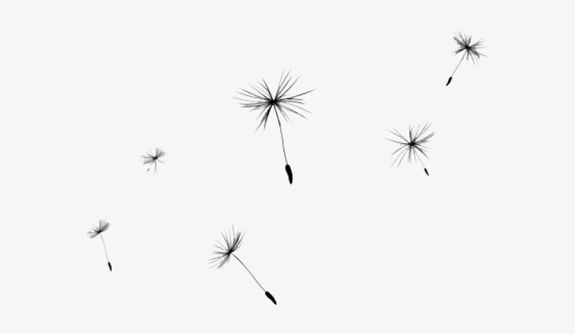 Detail Dandelion Transparent Nomer 25