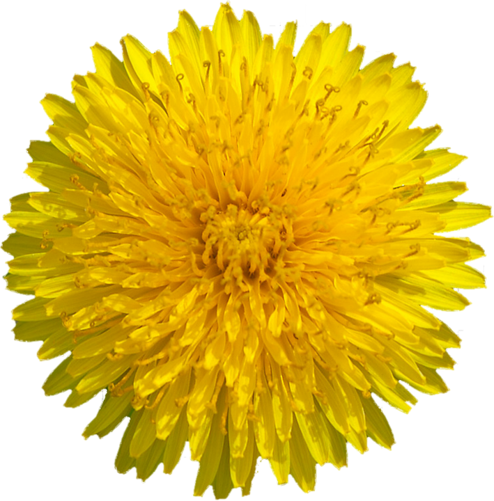 Detail Dandelion Transparent Nomer 27