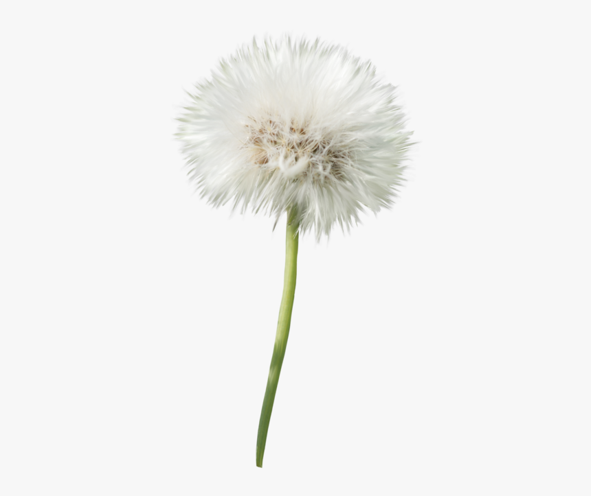 Detail Dandelion Transparent Nomer 4