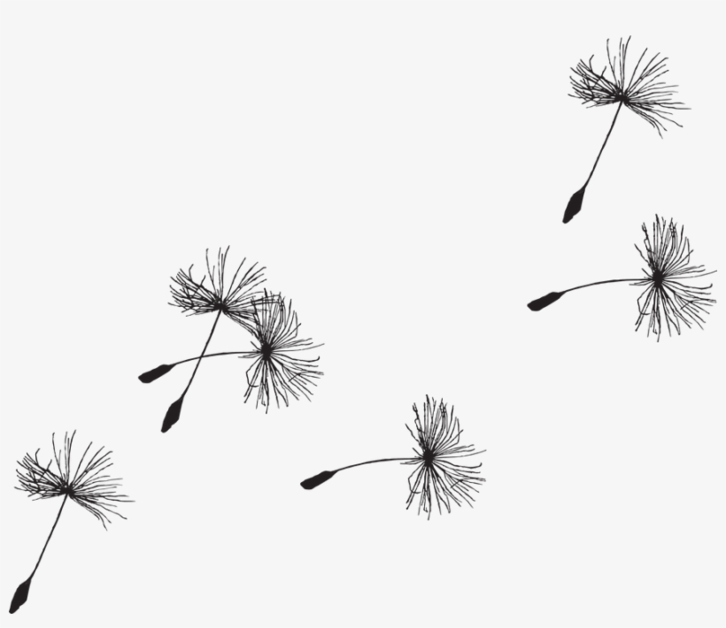 Detail Dandelion Transparent Nomer 28