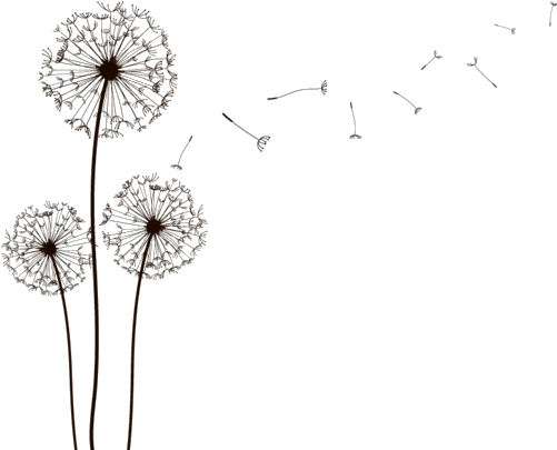 Detail Dandelion Transparent Nomer 30