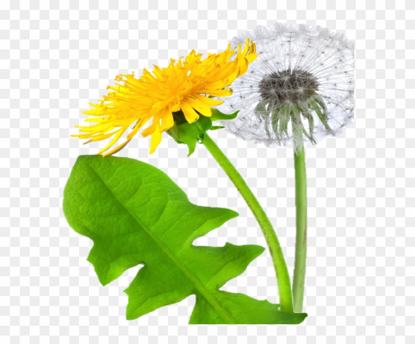 Detail Dandelion Transparent Nomer 32