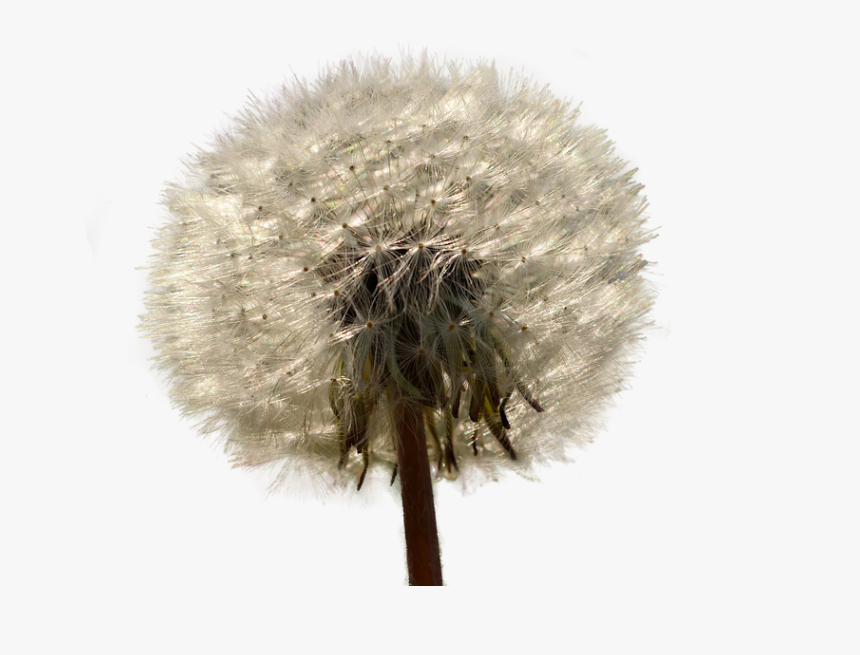 Detail Dandelion Transparent Nomer 34