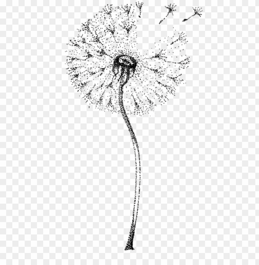 Detail Dandelion Transparent Nomer 35