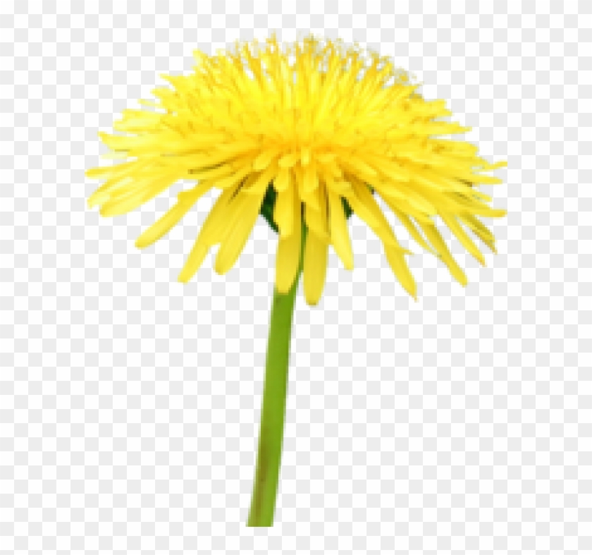 Detail Dandelion Transparent Nomer 39