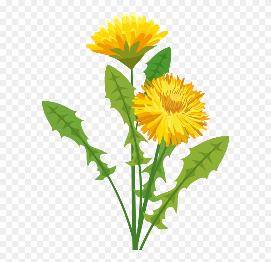 Detail Dandelion Transparent Nomer 44