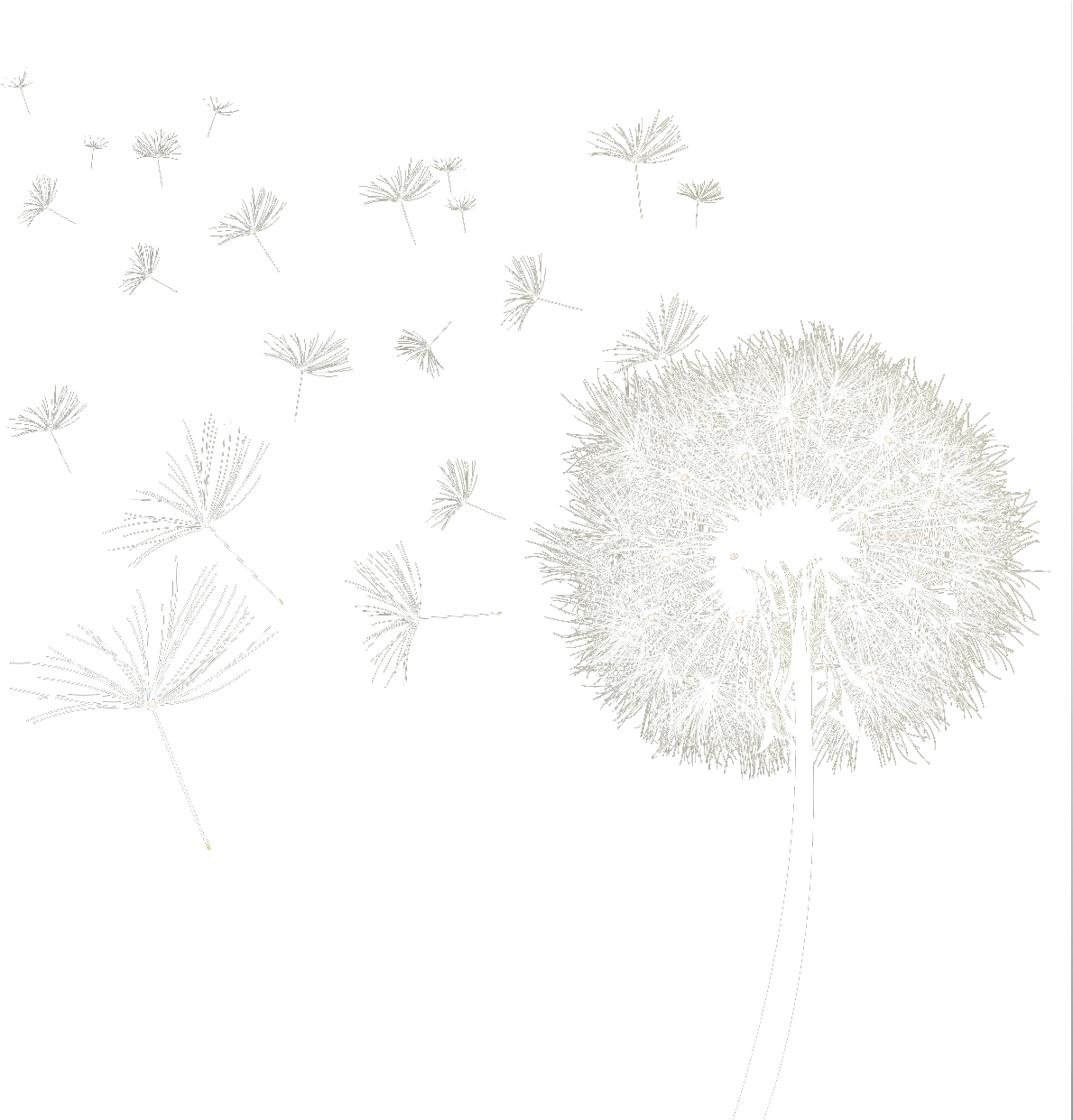 Detail Dandelion Transparent Nomer 45