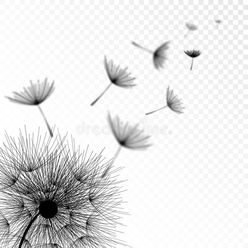 Detail Dandelion Transparent Nomer 46