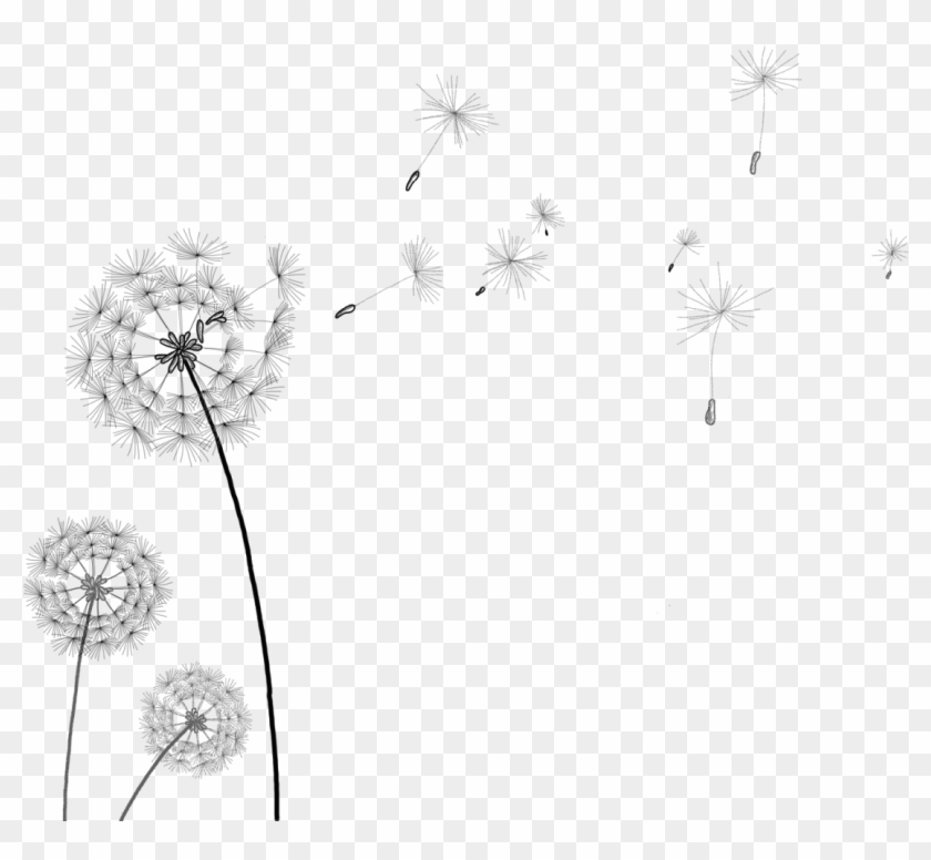 Detail Dandelion Transparent Nomer 47