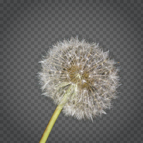Detail Dandelion Transparent Nomer 50