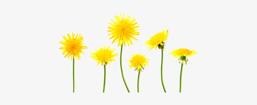 Detail Dandelion Transparent Nomer 51