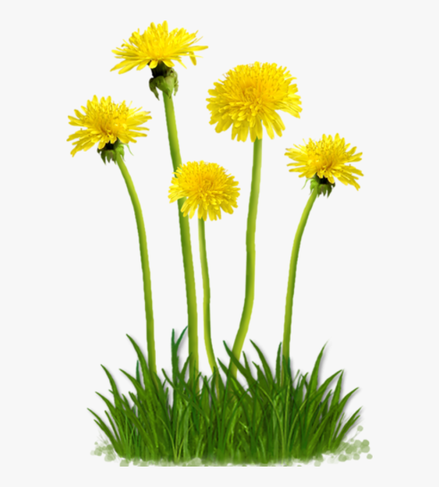 Detail Dandelion Transparent Nomer 53