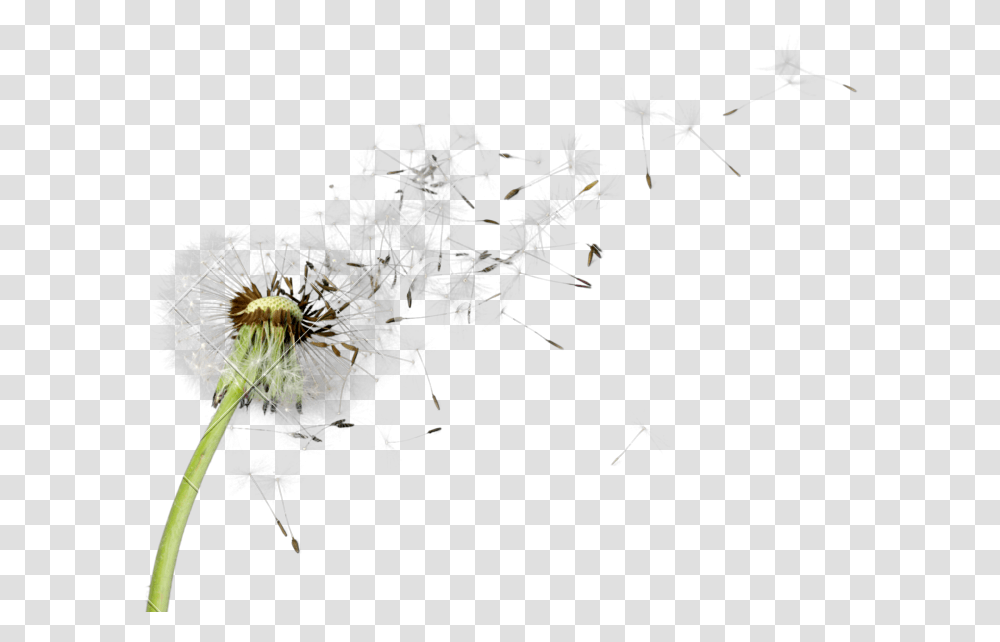 Detail Dandelion Transparent Nomer 54
