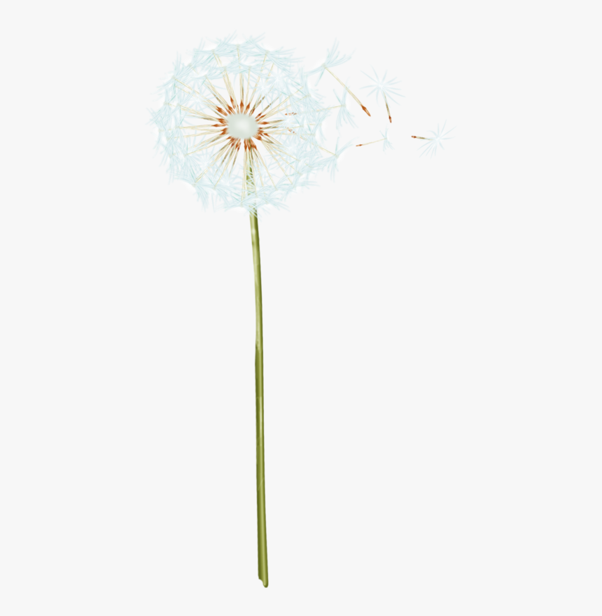 Detail Dandelion Transparent Nomer 8