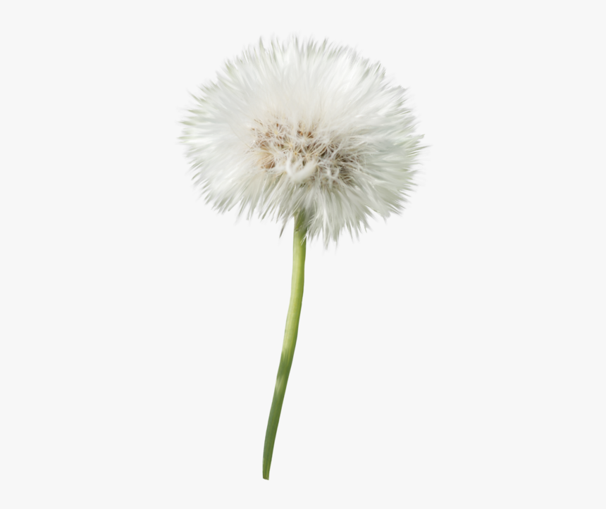 Dandelion Transparent Background - KibrisPDR