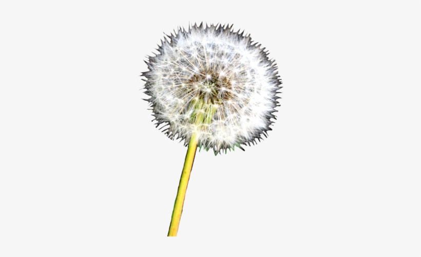 Detail Dandelion Transparent Background Nomer 24