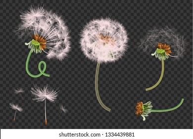 Detail Dandelion Transparent Background Nomer 35