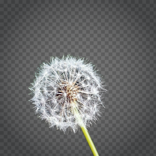 Detail Dandelion Transparent Background Nomer 37